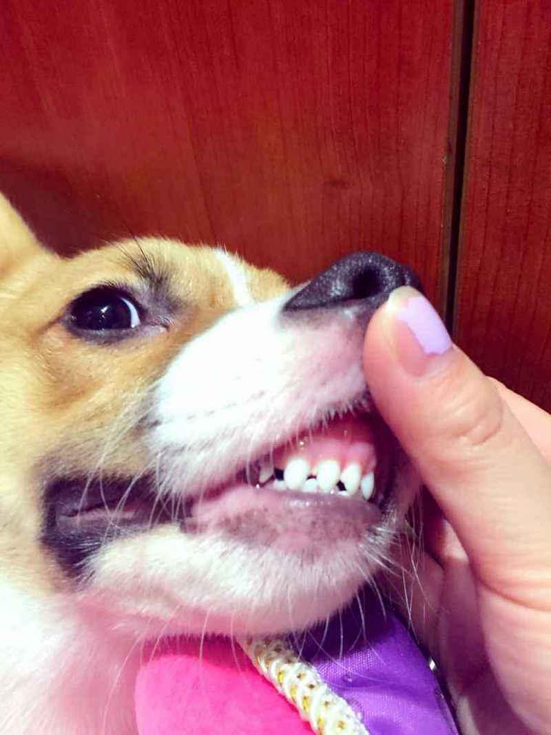 狗狗在换牙期要注意的5件事情