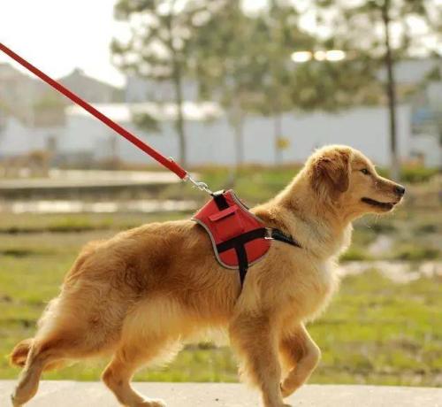 狗狗为什么害怕牵引绳？
